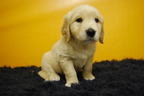 Ejemplares de golden retriever con dos meses, autenticos cachorros