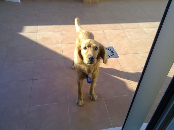 He perdido a mi perro