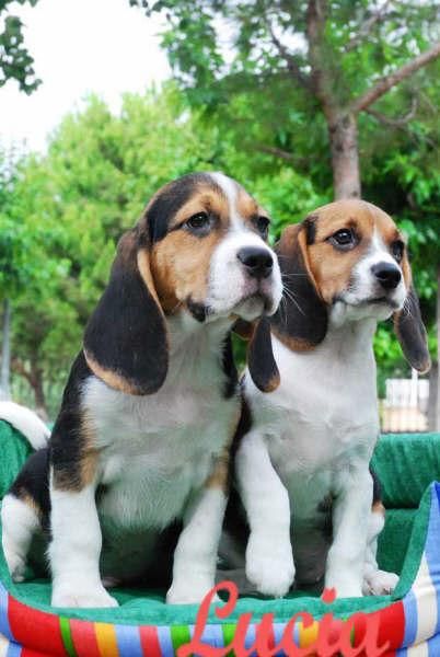 Beagle,cachorros extraordinarios