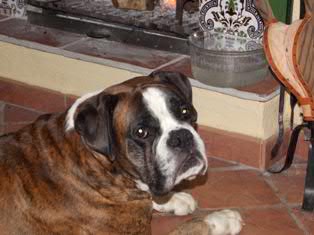 Boxer macho con pedigree busca novia