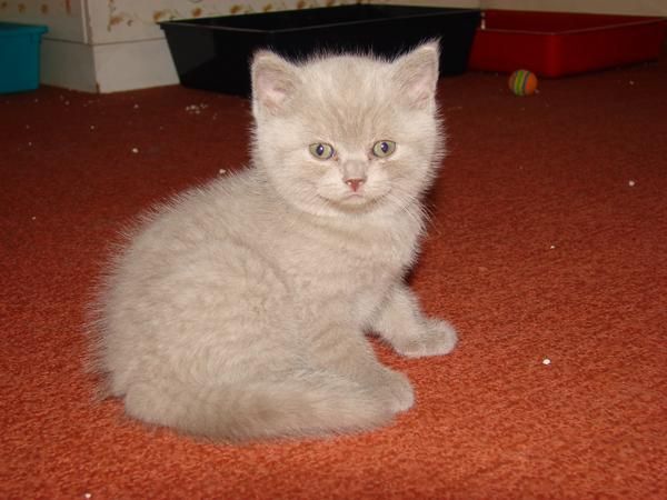 British shorthair