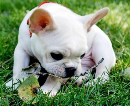 Cachorros bulldog francés de esta  de la Navidad