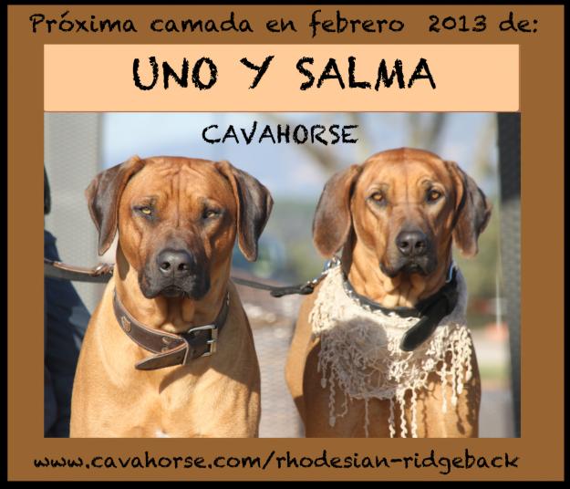 Cachorros Rhodesian Ridgeback  en Venta- proxima camada