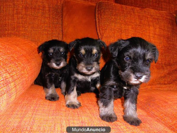 Cachorros Schnauzer miniatura