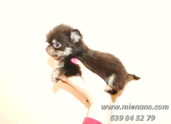 CHIHUAHUAS EN VENTA, COMPRE CALIDAD , COMPRE CAMBANUS