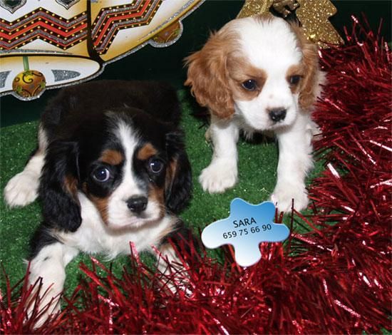 Económicos Cavalier, cachorros de dos meses