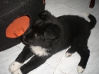 Preciosa cachorrita busca hogar - mejor precio | unprecio.es