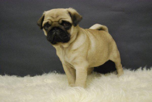 Raza Carlino Pug cachorros con pedigree (tambien en color negro)