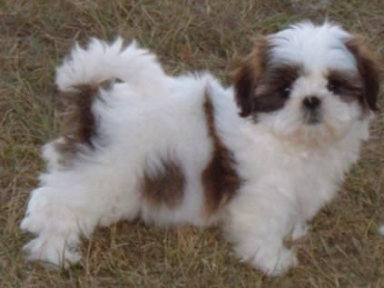 Shih Tzu Cachorro ahora