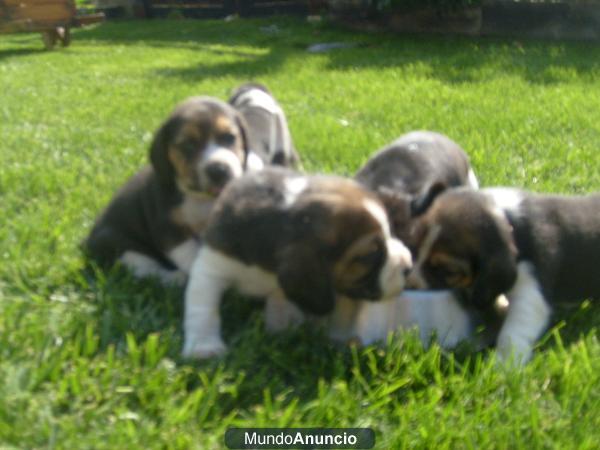 Cachorros de beagle tricolor