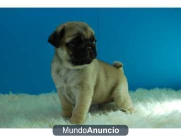 Regalo Autenticos Carlino Pug