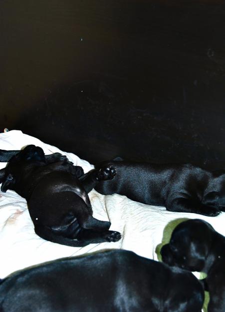 Staffordshire Bull Terrier , machos & hembras , inscritos en Loe