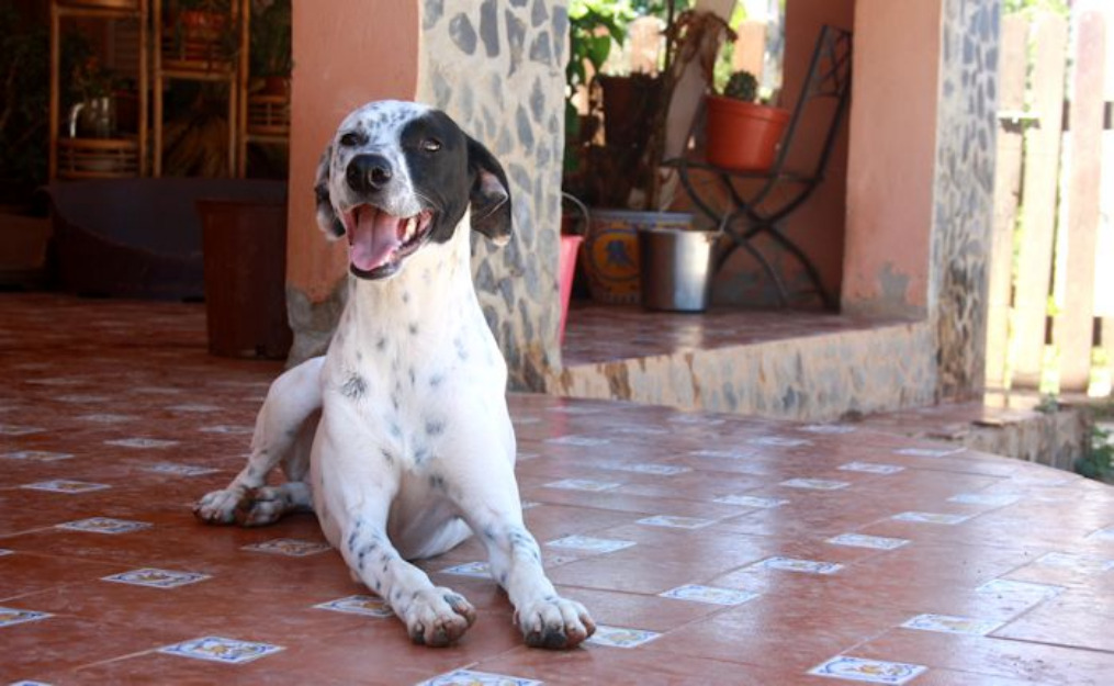 TOM y JERRY, cruce de dalmata en adopción