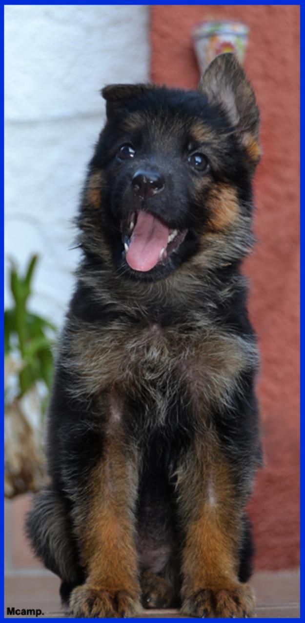 Excelentes cachorros de Pastor Alemán.