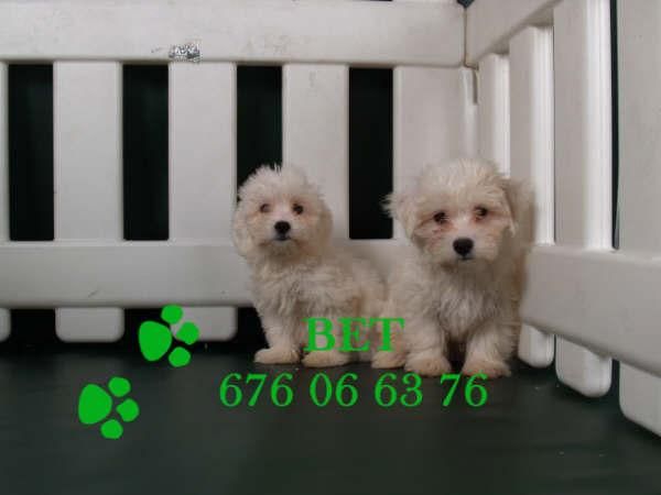 Bichon maltes, adorables y baratos