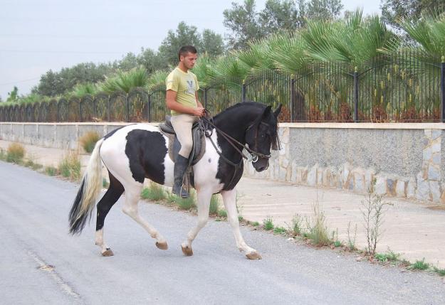 CABALLO ESPAÑOL PIO EN NEGRO