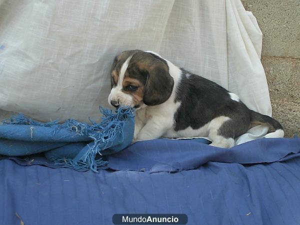 cachorro beagle tricolor pura raza perfecto para regalar barcelona tarragona