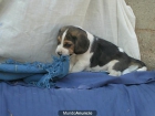 cachorro beagle tricolor pura raza perfecto para regalar barcelona tarragona - mejor precio | unprecio.es