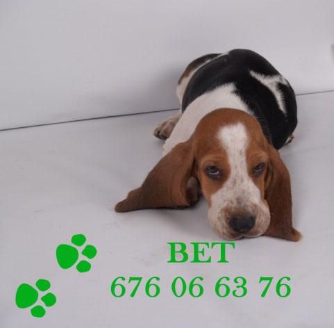 Cachorros de Basset Hound,economicos