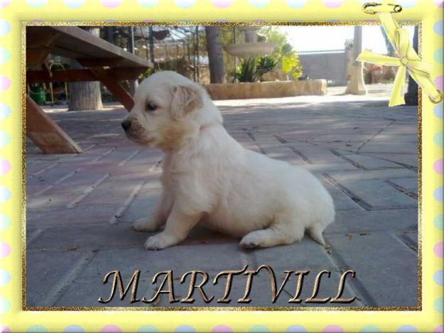 cachorros de golden retriever