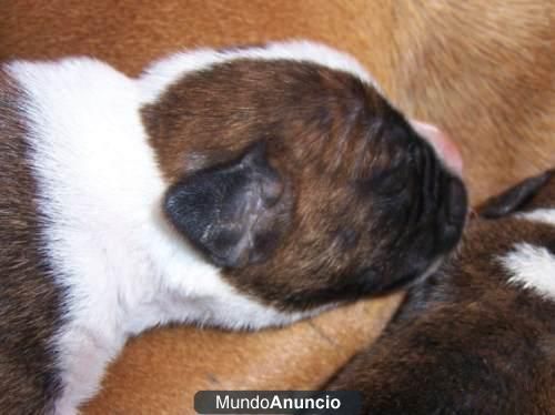 Camada de boxer dorados dos meses