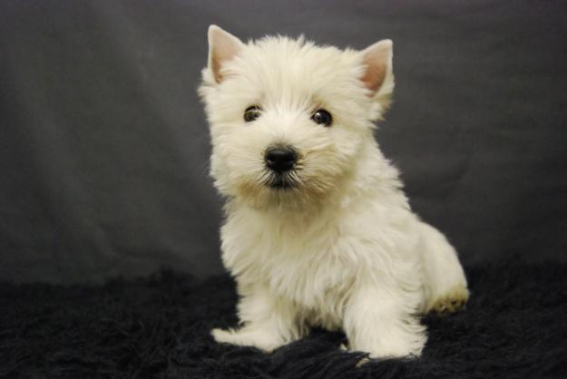 Camada de West Highland Terrier