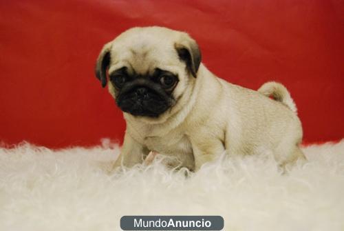 CARLINO PUG MACHOS Y HEMBRAS PARA ENTREGAR