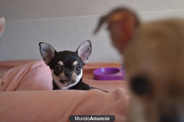 Chihuahuas