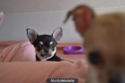 Chihuahuas - mejor precio | unprecio.es