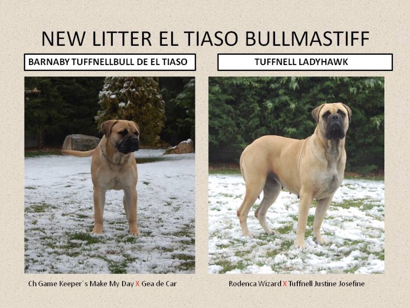 Excelente camada Bullmastiff De El Tiaso