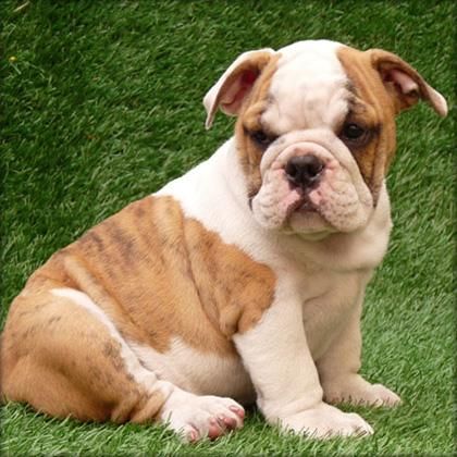 good looking cachorros de Bulldog Inglés