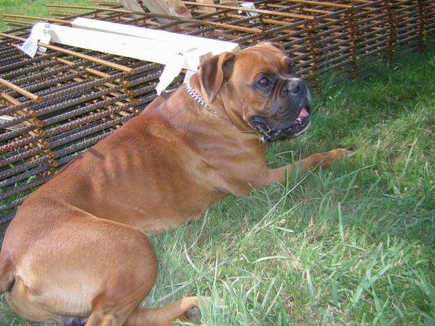 ofrezco perro boxer para montas