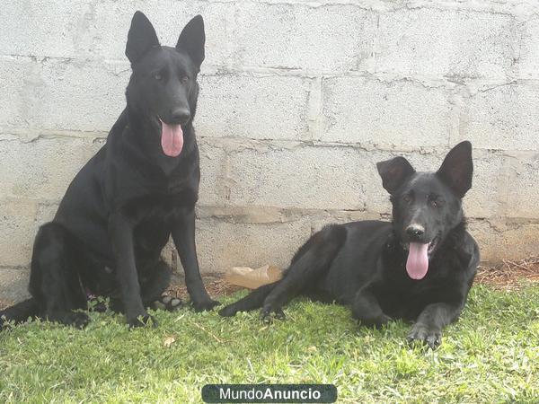 pastor aleman trabajo negro solido