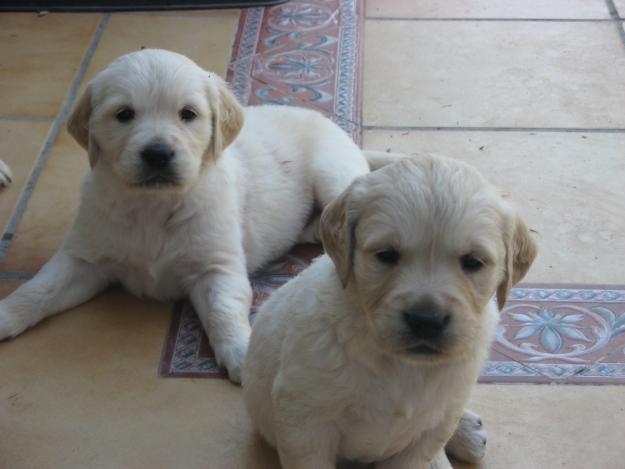 Cachorros golden retriever magníficos