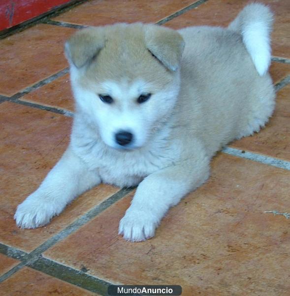 Camada Akita Inu, increibles ¡Bonitos!