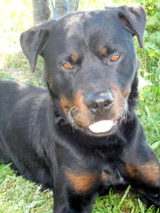 ares, precioso rottweiler en adopción