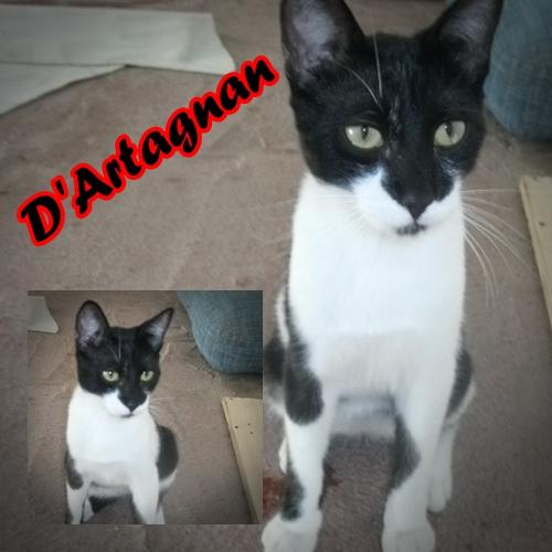 D'Artagnan. Gatito pequeño y cariñoso busca hogar.