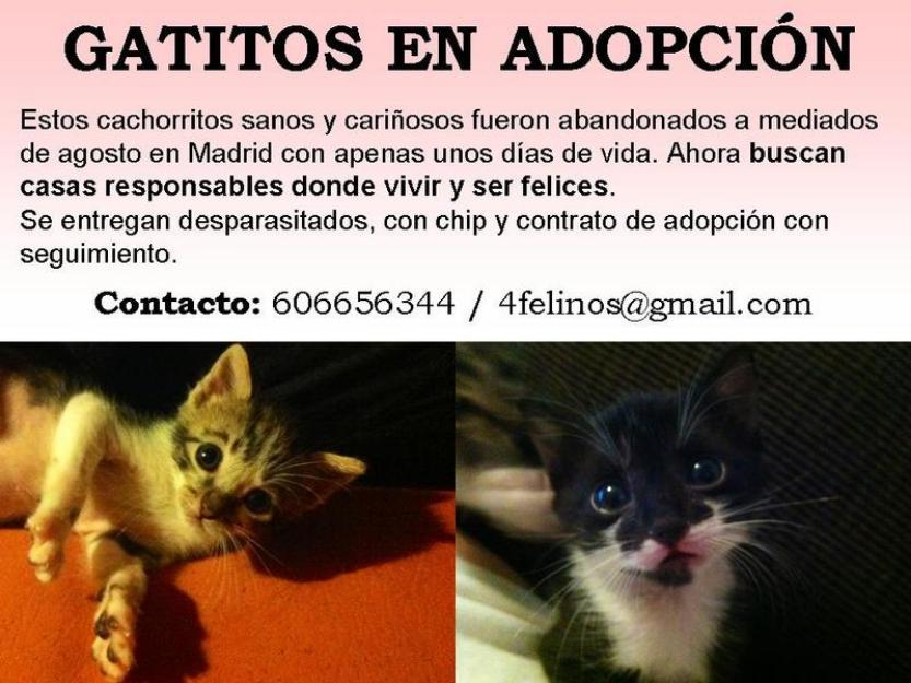 Gatitos en adopción (madrid)