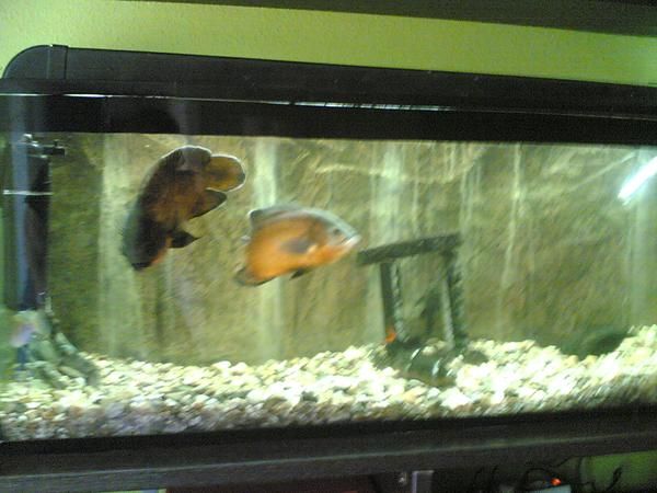 acuario con dos oscar