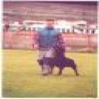 Adiestrador - Educador canino - mejor precio | unprecio.es