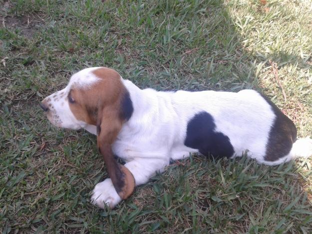 basset hound