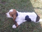 basset hound - mejor precio | unprecio.es