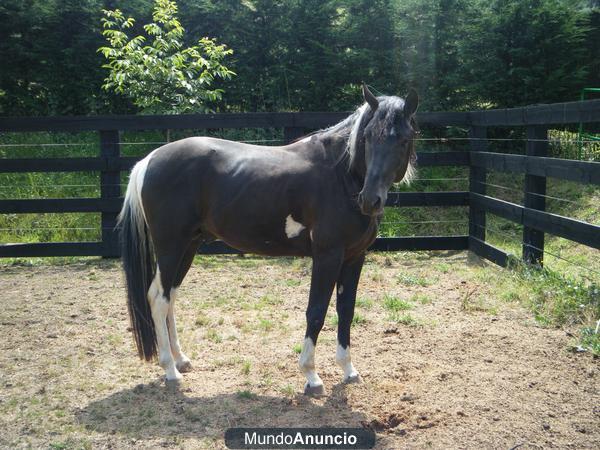 CABALLO ENTERO PINTO 50% AMERICANT POINT HORSE