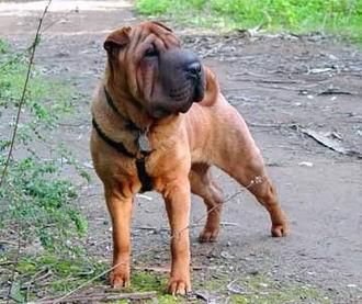 Regalo Shar Pei 2 años macho