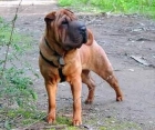 Regalo Shar Pei 2 años macho - mejor precio | unprecio.es