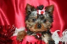 ultimo precioso cachorro de yorkshire terrier para el regalo de Navidad