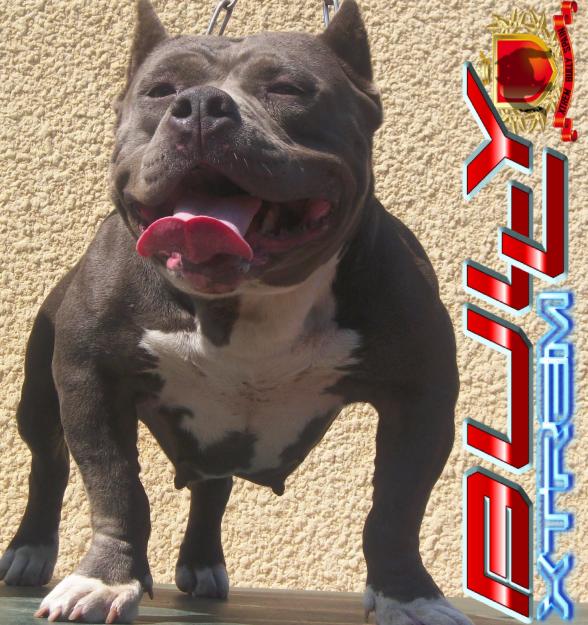 american bully xtrem pocket