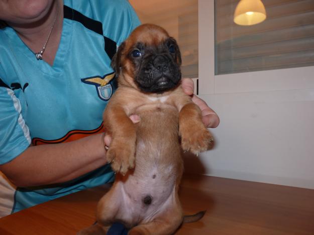 Cachorros boxer de raza pura