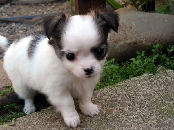 Dulce Perros De Chihuahua