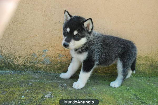 Fantasticos cachorritos Husky Siberiano con pedigree de raza